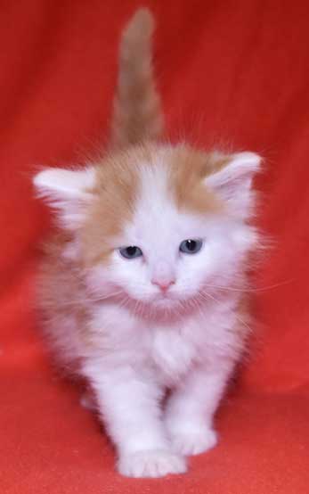sibirisk kattunge Thebe