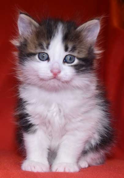 sibirisk kattunge Titan