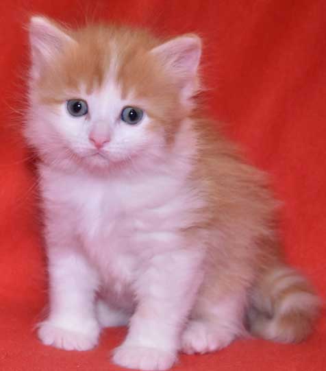 sibirisk kattunge Triton