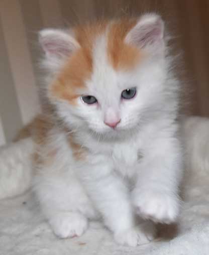 sibirisk kattunge Thebe