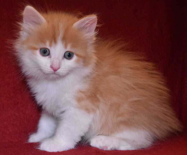 sibirisk kattunge Triton