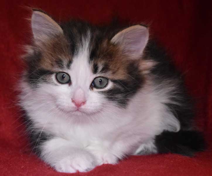 sibirisk kattunge Titan
