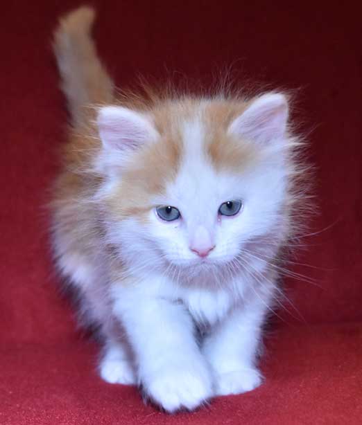 sibirisk kattunge Thebe