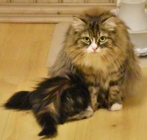 sibirisk katt Mitzi
