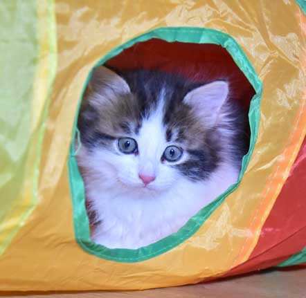 sibirisk kattunge Titan