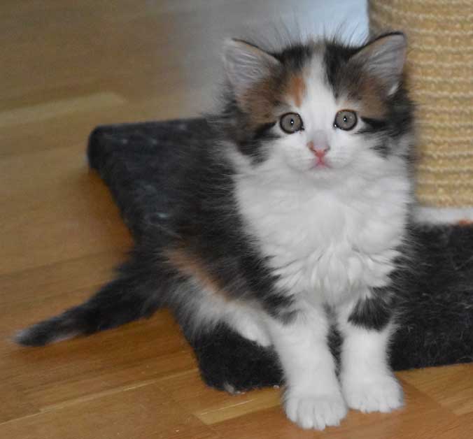 sibirisk kattunge Thalassa