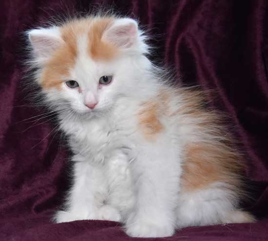 sibirisk kattunge Thebe