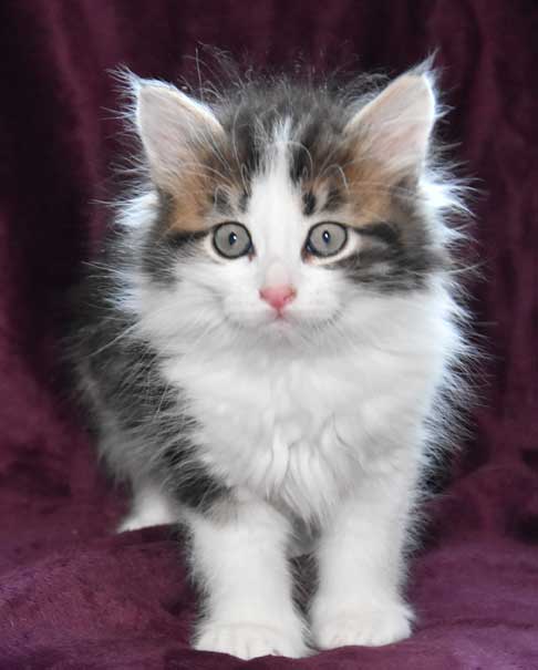 Sibirisk kattunge Titan