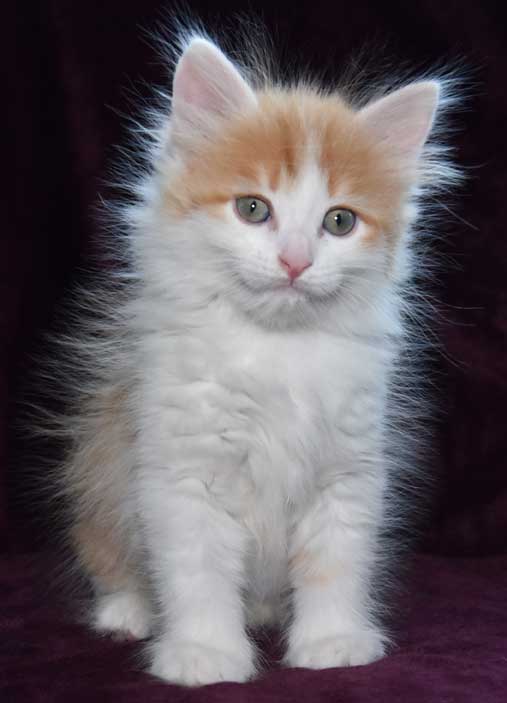 sibirisk kattunge Triton
