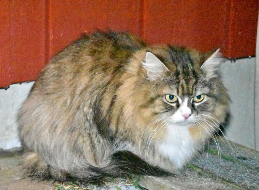 sibirisk katt Mitzi