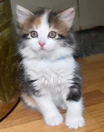 sibirisk katt Thalassa