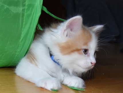 sibirisk katt Thebe