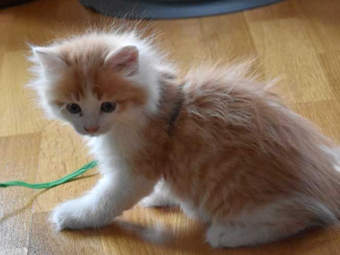 sibirisk kattunge Triton