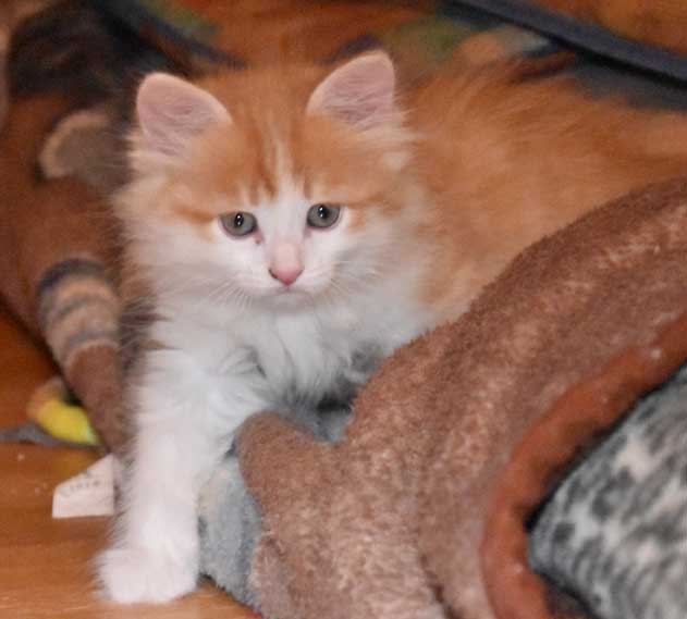sibirisk kattunge Triton