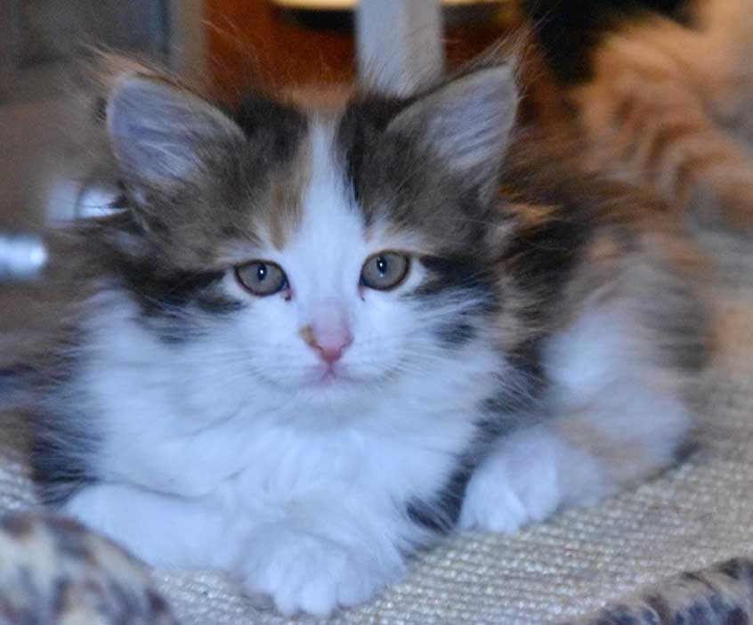 sibirisk kattunge Thalassa
