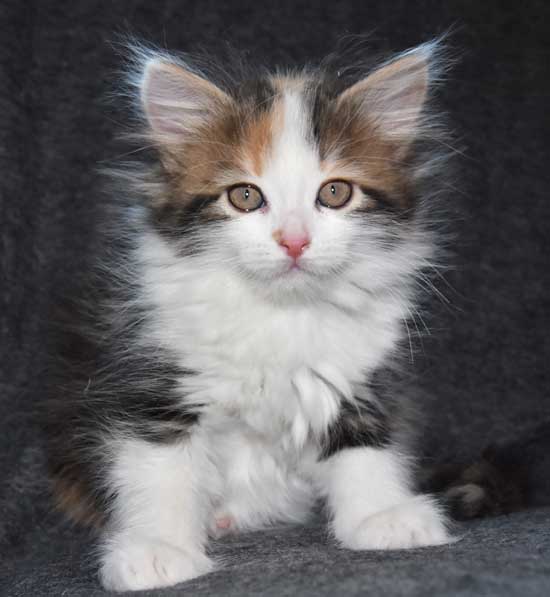 sibirisk kattunge Thalassa