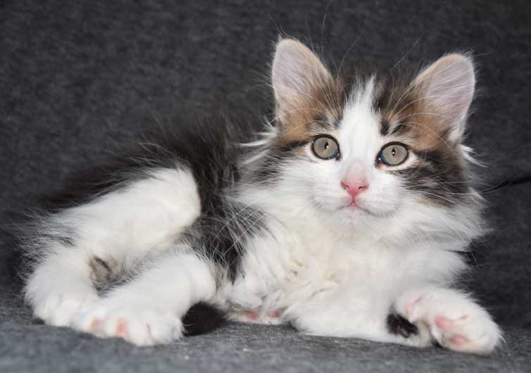 sibirisk kattunge Titan