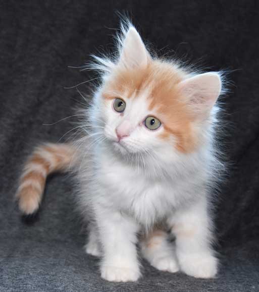 sibirisk kattunge Triton