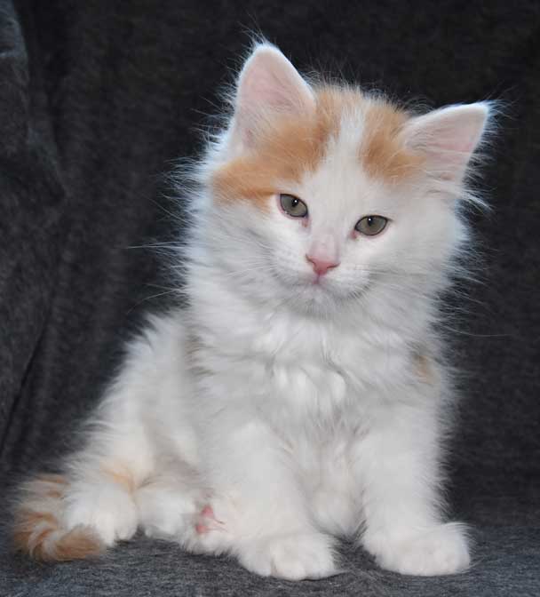 sibirisk kattunge Thebe