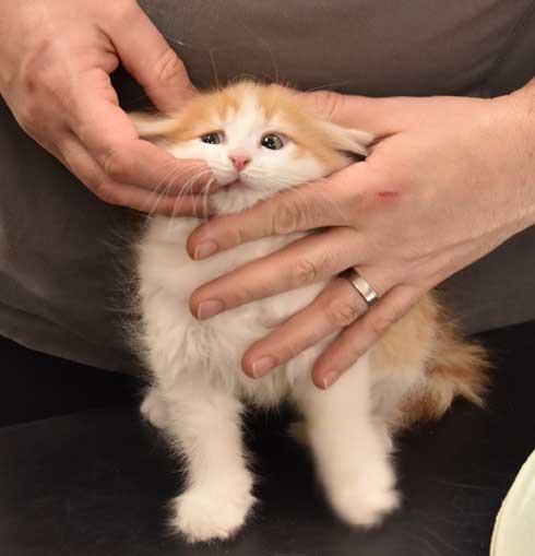 sibirisk kattunge Triton