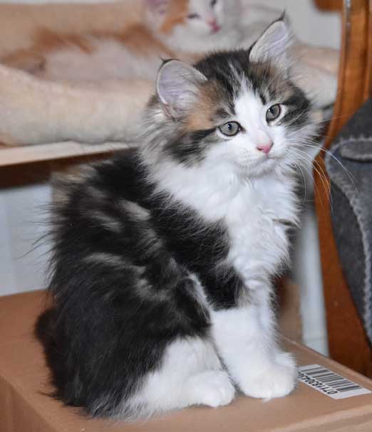 sibirisk kattunge Titan