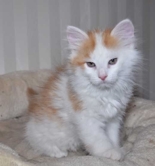 sibirisk kattunge Thebe