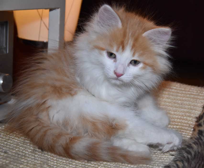 sibirisk kattunge Triton