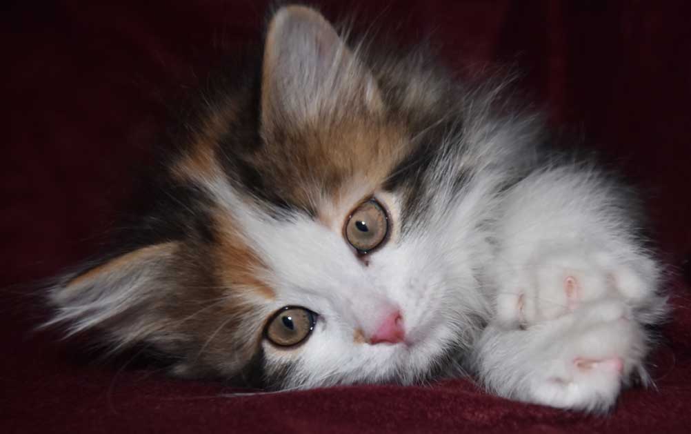 sibirisk kattunge Thalassa