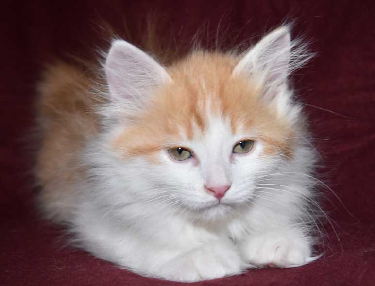 sibirisk kattunge Triton