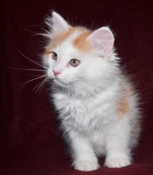 sibirisk kattunge Thebe