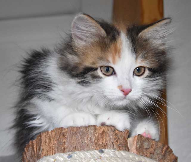 sibirisk kattunge Thalassa