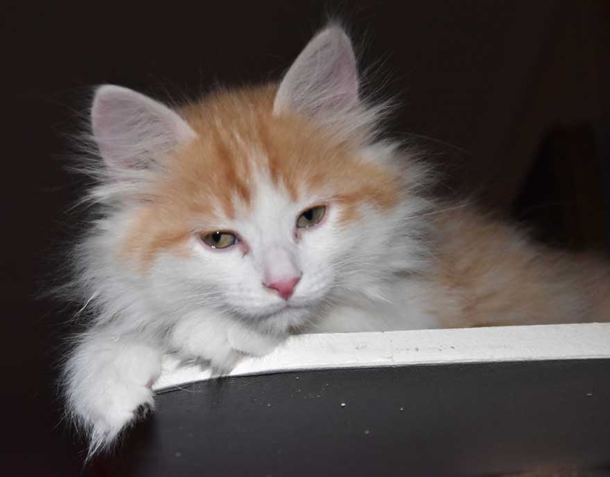 sibirisk kattunge Triton