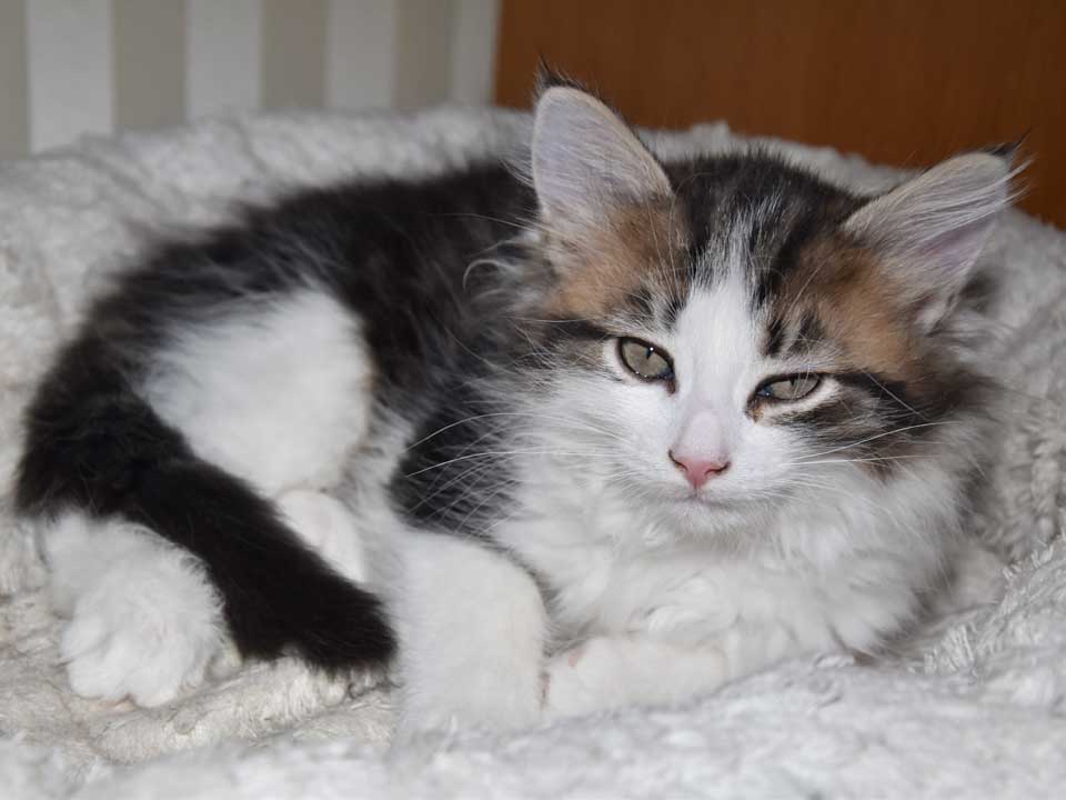 sibirisk kattunge Titan