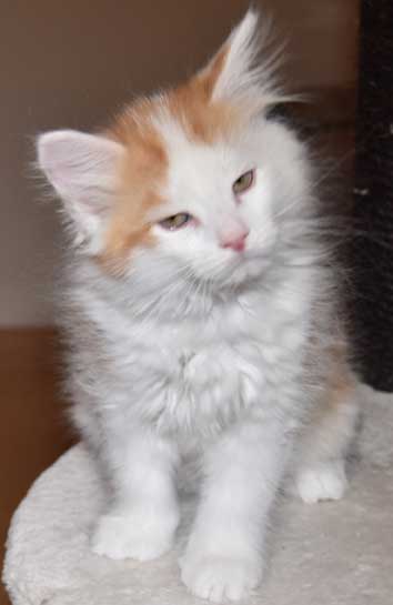 sibirisk kattunge Thebe