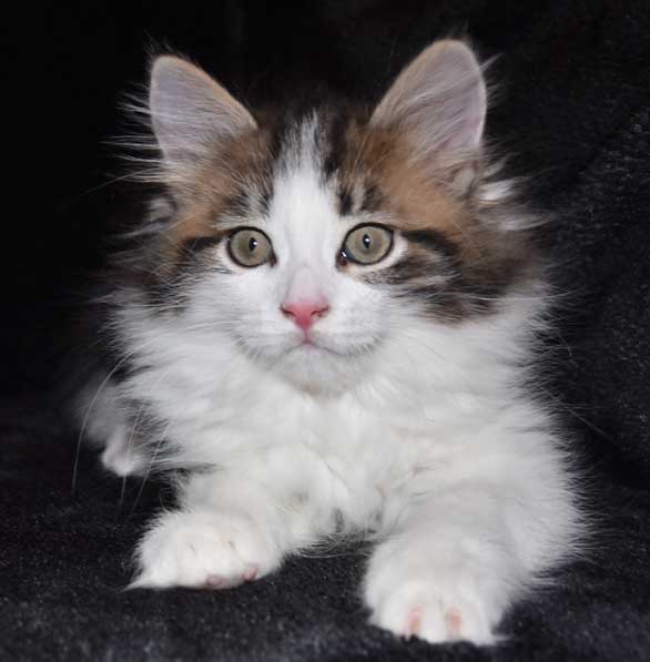 sibirisk kattunge Titan