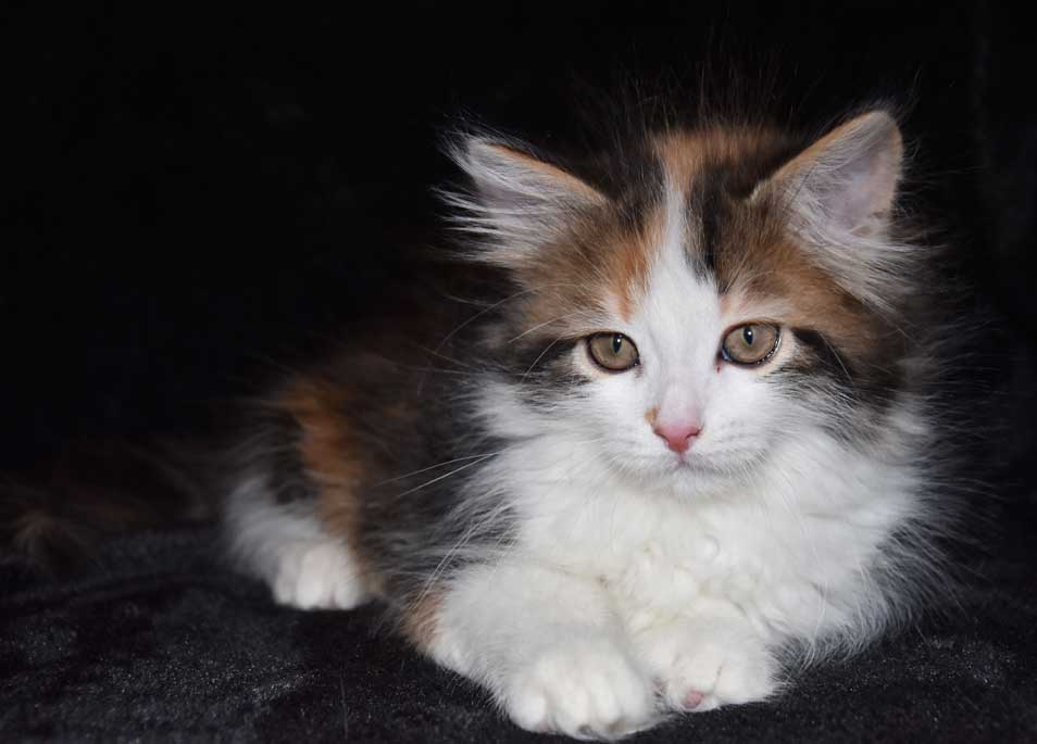sibirisk kattunge Thalassa