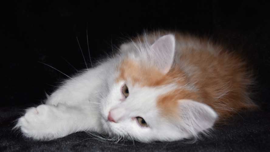 sibirisk kattunge Thebe