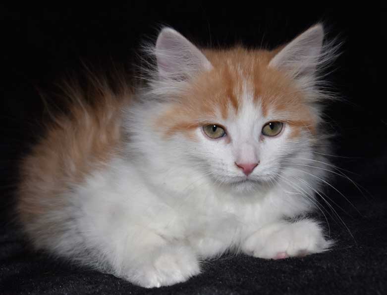 sibirisk kattunge Triton