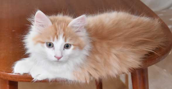 sibirisk kattunge Triton