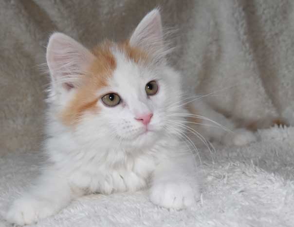 sibirisk kattunge Thebe