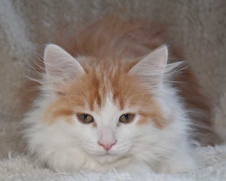 sibirisk kattunge Triton