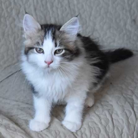 sibirisk kattunge Titan