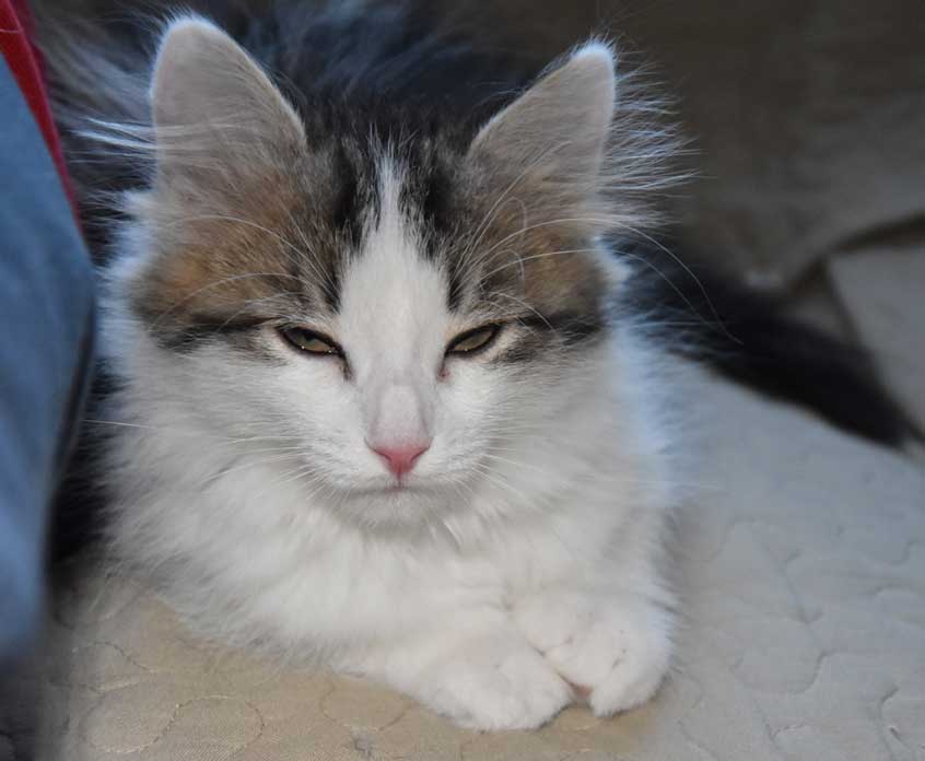sibirisk kattunge Titania
