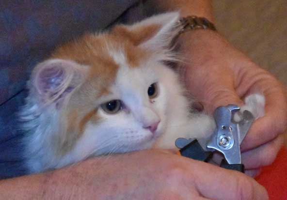 sibirisk kattunge Thebe