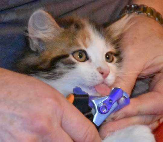 sibirisk kattunge Thalassa