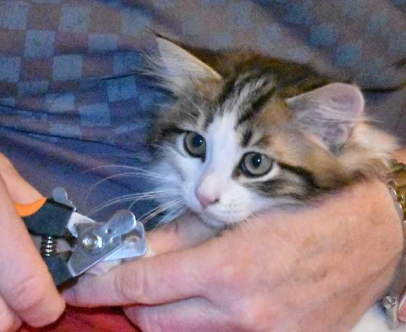 sibirisk kattunge Titan