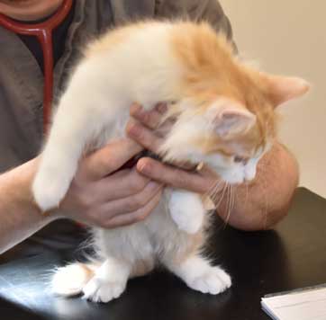 sibirisk kattungr Triton