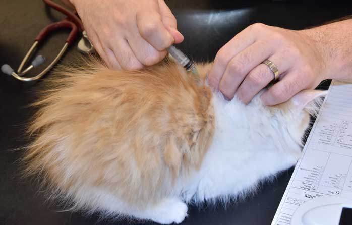 sibirisk kattunge Triton
