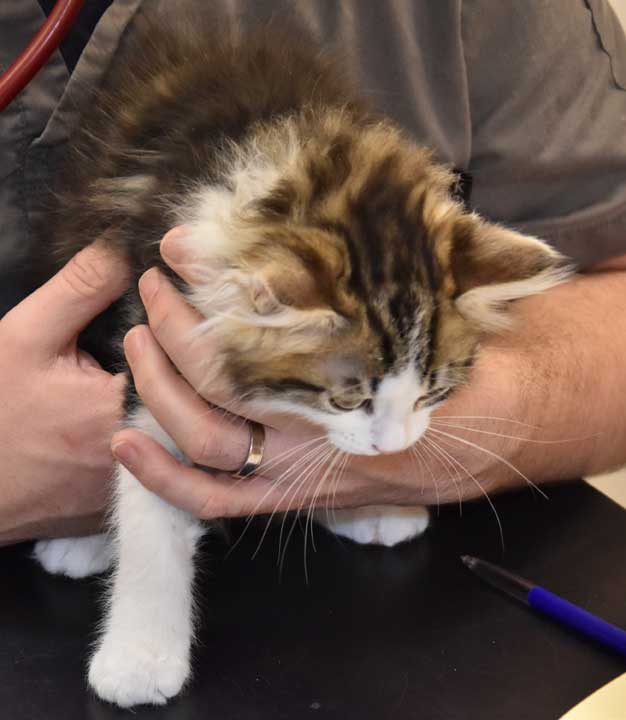 sibirisk kattunge Titan