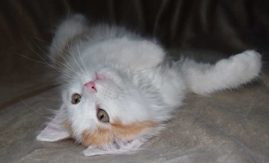sibirisk kattunge Thebe
